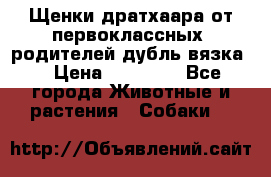 Щенки дратхаара от первоклассных  родителей(дубль вязка) › Цена ­ 22 000 - Все города Животные и растения » Собаки   